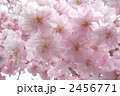 逆光のヤエザクラの花 アップ一面
