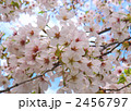 水色の空の中のサクラの花々