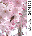 蜜を吸うハナバチの停まるヤエシダレの花