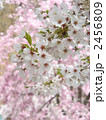 満開の桜の花の枝先