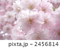 逆光のヤエザクラの花 アップ