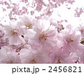 逆光のヤエザクラの花びらのアップと背景