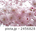 ふんわりとしたヤエザクラの花びら