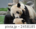 パンダ