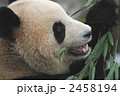 パンダ