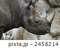 サイのアップ