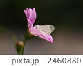 花にとまるモンシロチョウ