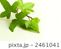 アイビー