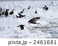 流氷とオオワシ