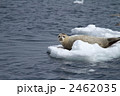 流氷とアザラシ