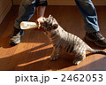 ホワイトタイガーの赤ちゃん