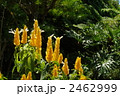 8月　熱帯植物　パキスタキス・キツネノマゴ科11