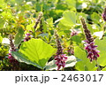 9月　クズ・マメ科04