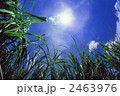 サトウキビ畑