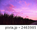 夕景のサトウキビ畑