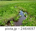 尾瀬国立公園　尾瀬ヶ原に咲く水芭蕉