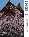 京都　仁和寺の枝垂れ桜