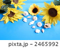 夏イメージ　向日葵と貝殻