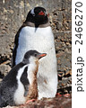 ポートロックロイのジェンツーペンギン親子