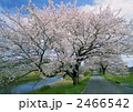 法勝寺の桜