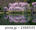 中綱湖の桜