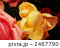 2467790