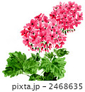 geraniumu11313pix.