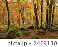 白神山地　岳岱自然観察教育林の紅葉
