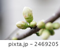 ぼけの蕾