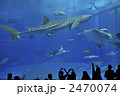 ジンベイザメ