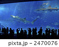 ジンベイザメ