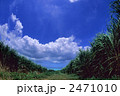 さとうきび畑