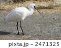 絶滅危惧種、クロツラヘラサギ3 