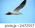 カモメ飛ぶ