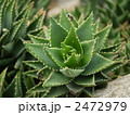 不夜城（サボテン）
