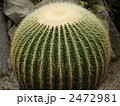 金鯱（サボテン）