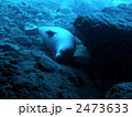 ハワイアンモンクシール