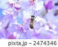 ミツバチと河津さくら