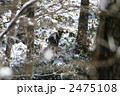 野生のニホンカモシカ