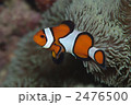 カクレクマノミ