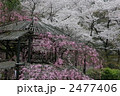 京都　石清水八幡宮の桜