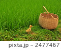 畔道のヒヨコと籠