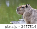 カピバラ