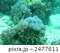 イソギンチャク