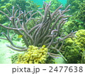 サンゴ