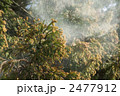 杉花粉