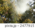 杉花粉