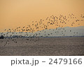 2479166