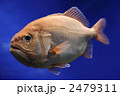 ハシキンメ