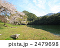 湖畔の桜